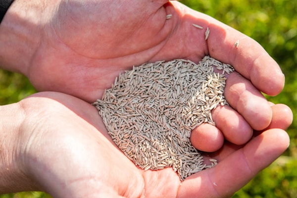 Gazon doorzaaien na beluchten